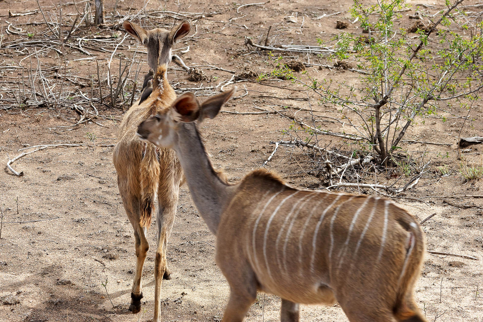20161112 104230 Großer Kudu mit Rotschnabel Madenhacker